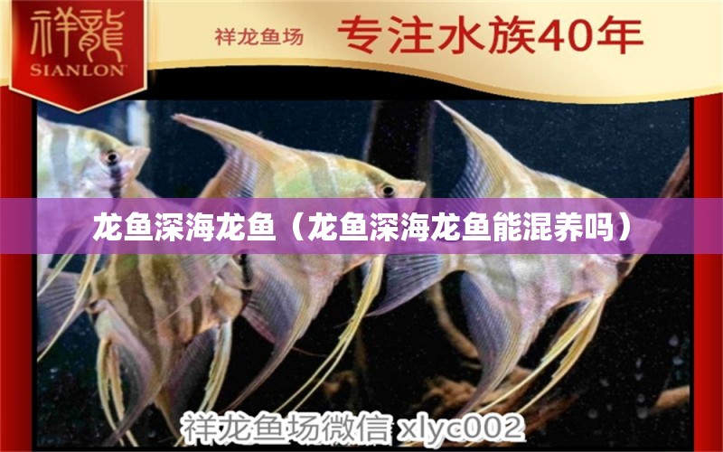 龙鱼深海龙鱼（龙鱼深海龙鱼能混养吗） 广州龙鱼批发市场