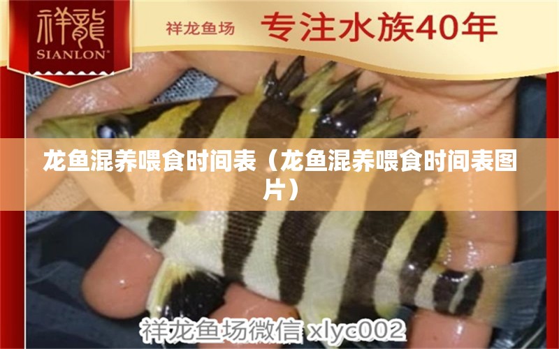 龙鱼混养喂食时间表（龙鱼混养喂食时间表图片） 广州龙鱼批发市场