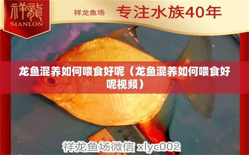 龙鱼混养如何喂食好呢（龙鱼混养如何喂食好呢视频） 广州龙鱼批发市场