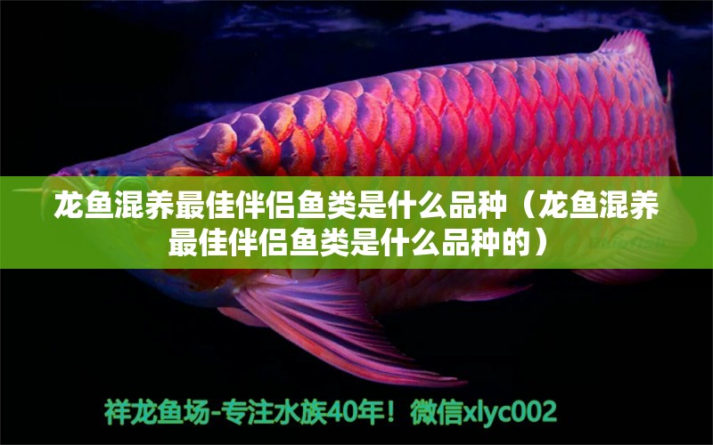 龙鱼混养最佳伴侣鱼类是什么品种（龙鱼混养最佳伴侣鱼类是什么品种的） 广州龙鱼批发市场