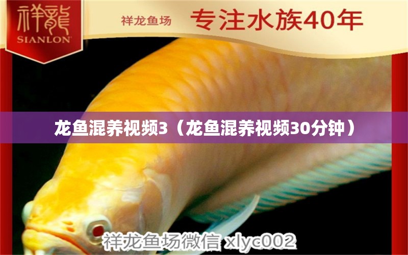 龙鱼混养视频3（龙鱼混养视频30分钟） 广州龙鱼批发市场