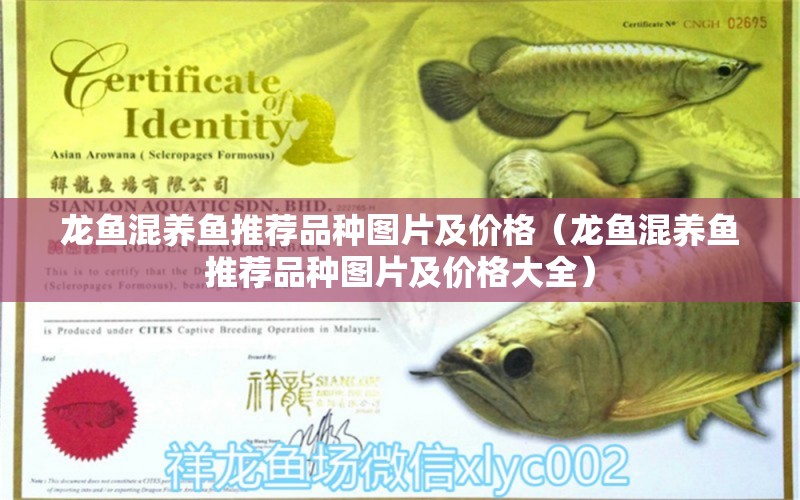 龙鱼混养鱼推荐品种图片及价格（龙鱼混养鱼推荐品种图片及价格大全） 广州龙鱼批发市场