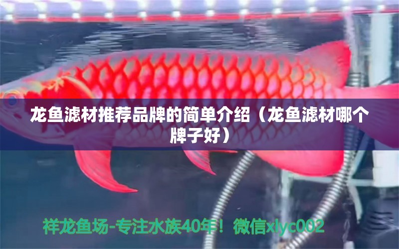 龙鱼滤材推荐品牌的简单介绍（龙鱼滤材哪个牌子好） 广州龙鱼批发市场