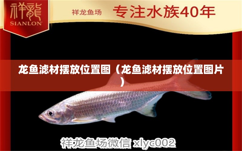 龙鱼滤材摆放位置图（龙鱼滤材摆放位置图片） 广州龙鱼批发市场