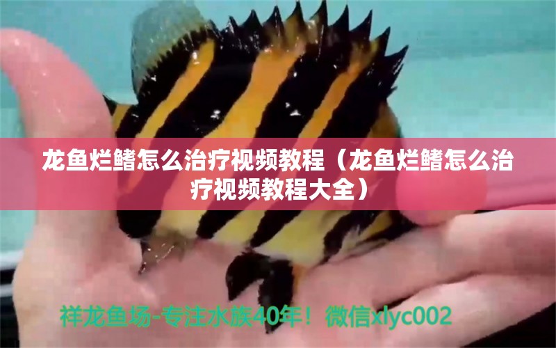 龙鱼烂鳍怎么治疗视频教程（龙鱼烂鳍怎么治疗视频教程大全） 广州龙鱼批发市场