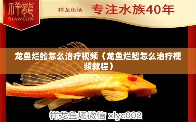 龙鱼烂鳍怎么治疗视频（龙鱼烂鳍怎么治疗视频教程） 广州龙鱼批发市场