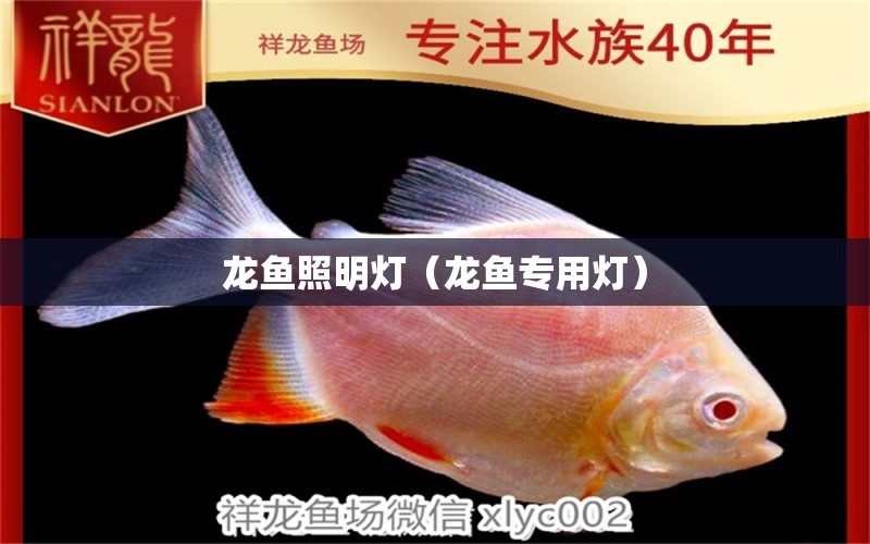 龙鱼照明灯（龙鱼专用灯） 广州龙鱼批发市场
