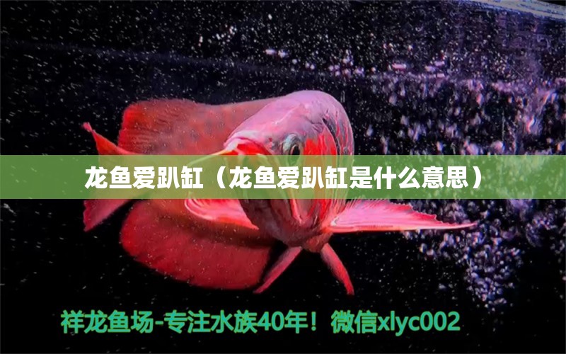龙鱼爱趴缸（龙鱼爱趴缸是什么意思） 广州龙鱼批发市场