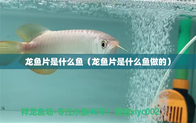龙鱼片是什么鱼（龙鱼片是什么鱼做的） 广州龙鱼批发市场