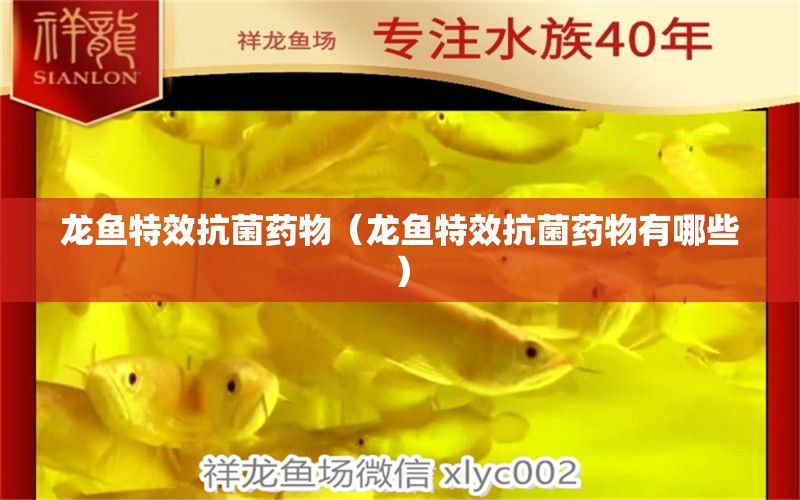 龙鱼特效抗菌药物（龙鱼特效抗菌药物有哪些） 广州龙鱼批发市场