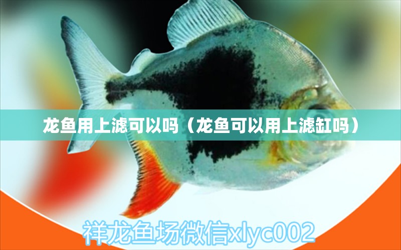 龙鱼用上滤可以吗（龙鱼可以用上滤缸吗） 广州龙鱼批发市场