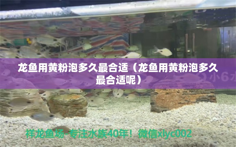 龙鱼用黄粉泡多久最合适（龙鱼用黄粉泡多久最合适呢） 广州龙鱼批发市场