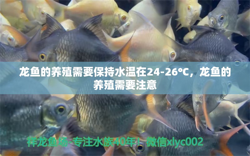 龙鱼的养殖需要保持水温在24-26℃，龙鱼的养殖需要注意