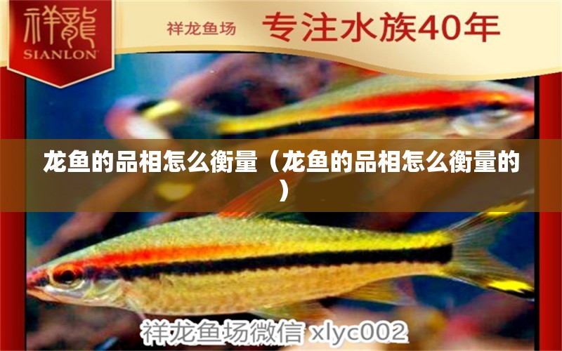 龙鱼的品相怎么衡量（龙鱼的品相怎么衡量的） 广州龙鱼批发市场