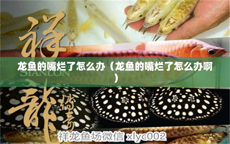 龙鱼的嘴烂了怎么办（龙鱼的嘴烂了怎么办啊） 广州龙鱼批发市场