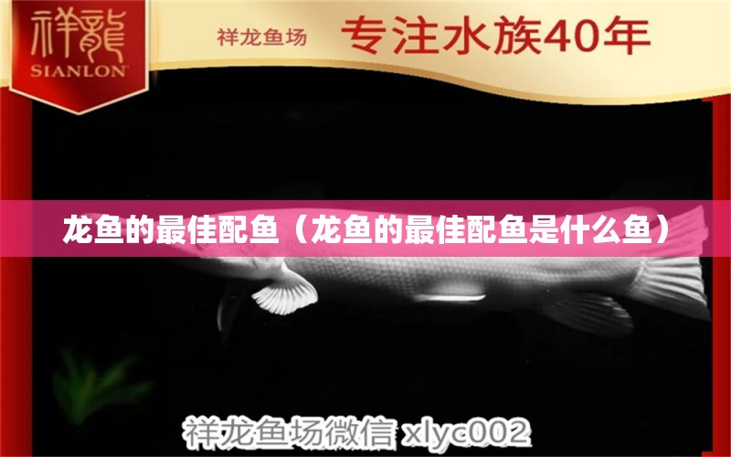龙鱼的最佳配鱼（龙鱼的最佳配鱼是什么鱼） 广州龙鱼批发市场