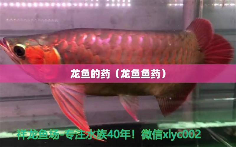 龙鱼的药（龙鱼鱼药） 广州龙鱼批发市场