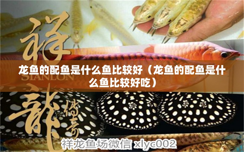 龙鱼的配鱼是什么鱼比较好（龙鱼的配鱼是什么鱼比较好吃） 广州龙鱼批发市场