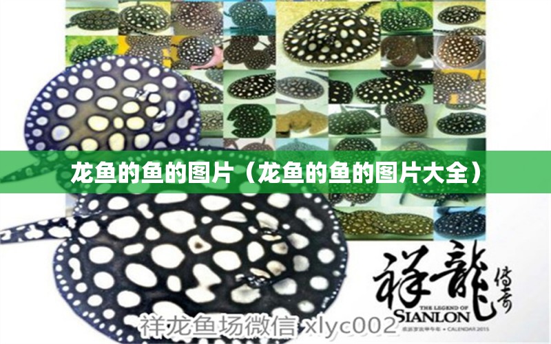 龙鱼的鱼的图片（龙鱼的鱼的图片大全） 广州龙鱼批发市场