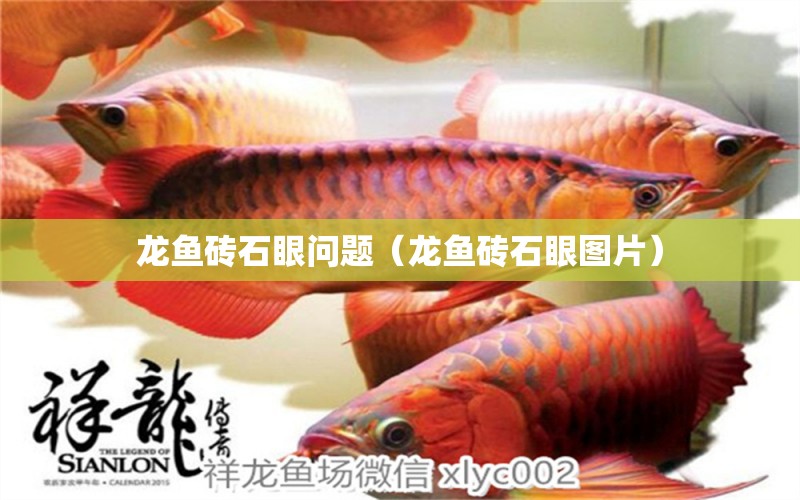 龙鱼砖石眼问题（龙鱼砖石眼图片） 广州龙鱼批发市场