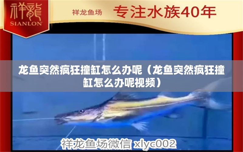 龙鱼突然疯狂撞缸怎么办呢（龙鱼突然疯狂撞缸怎么办呢视频） 广州龙鱼批发市场