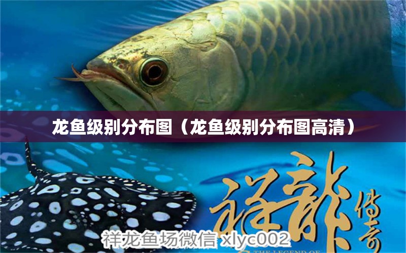 龙鱼级别分布图（龙鱼级别分布图高清） 广州龙鱼批发市场