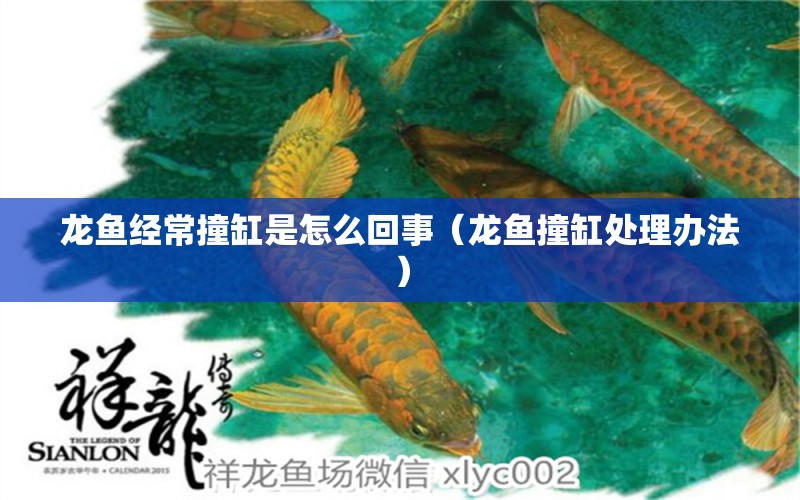龙鱼经常撞缸是怎么回事（龙鱼撞缸处理办法） 广州龙鱼批发市场