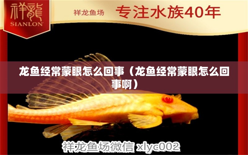 龙鱼经常蒙眼怎么回事（龙鱼经常蒙眼怎么回事啊） 广州龙鱼批发市场