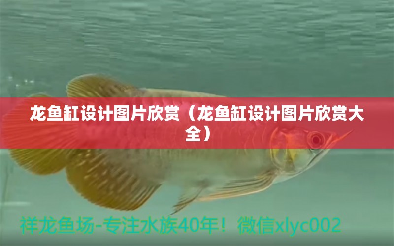 龙鱼缸设计图片欣赏（龙鱼缸设计图片欣赏大全） 广州龙鱼批发市场
