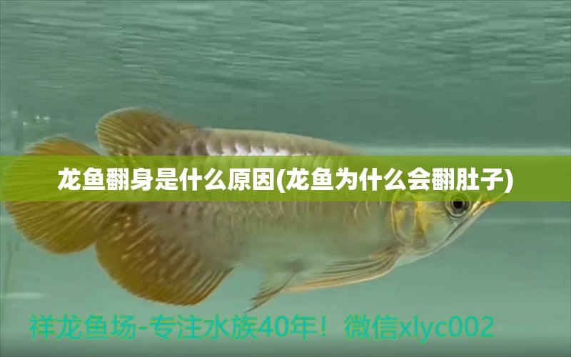 龙鱼翻身是什么原因(龙鱼为什么会翻肚子) 广州水族器材滤材批发市场