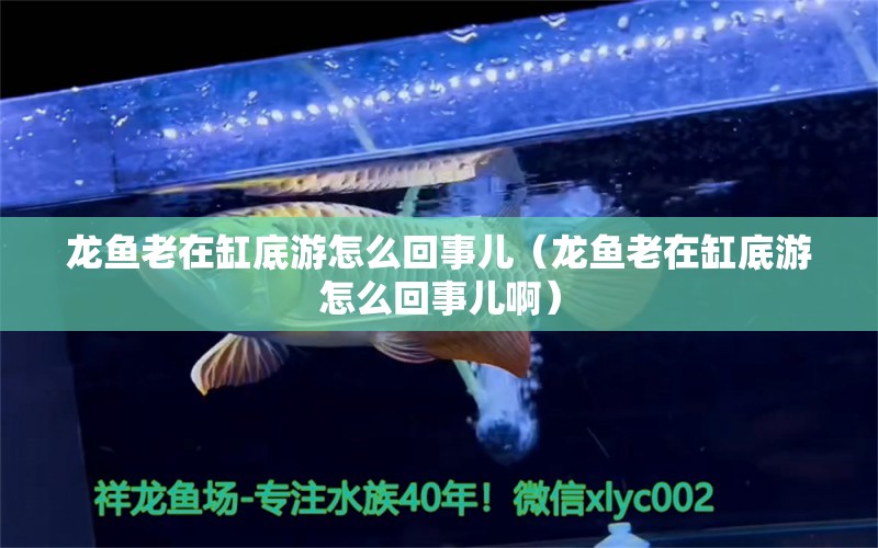 龙鱼老在缸底游怎么回事儿（龙鱼老在缸底游怎么回事儿啊） 广州龙鱼批发市场