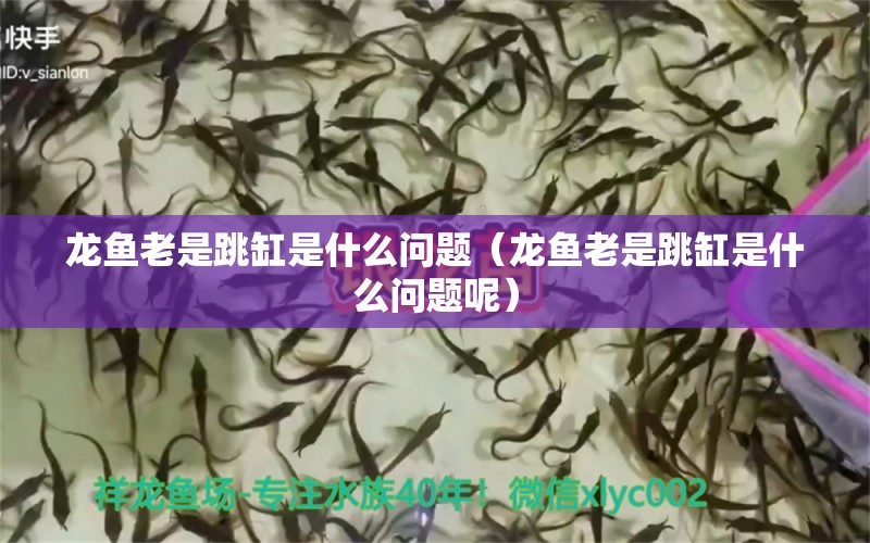 龙鱼老是跳缸是什么问题（龙鱼老是跳缸是什么问题呢） 广州龙鱼批发市场