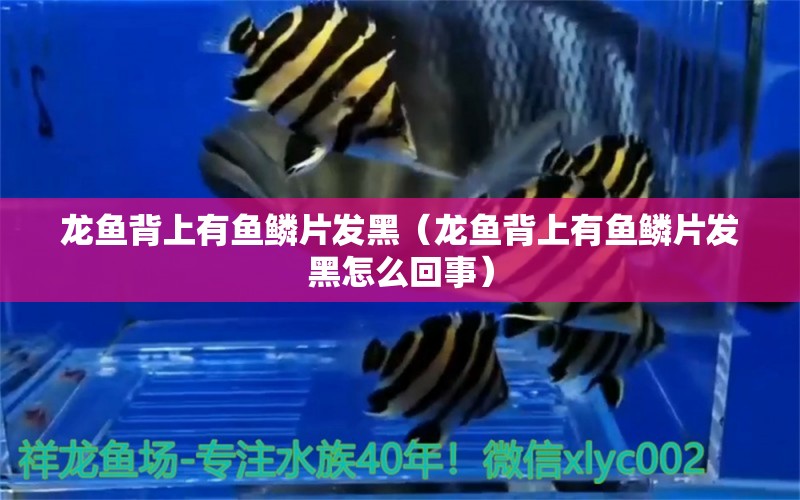龙鱼背上有鱼鳞片发黑（龙鱼背上有鱼鳞片发黑怎么回事） 广州龙鱼批发市场