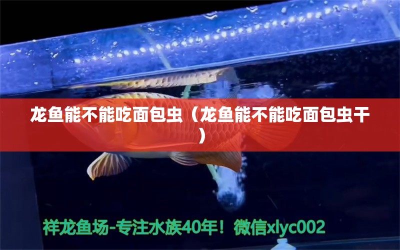 龙鱼能不能吃面包虫（龙鱼能不能吃面包虫干） 广州龙鱼批发市场