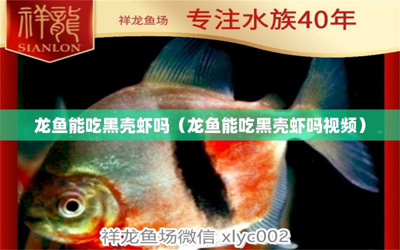 龙鱼能吃黑壳虾吗（龙鱼能吃黑壳虾吗视频） 广州龙鱼批发市场