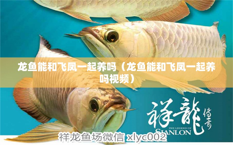 龙鱼能和飞凤一起养吗（龙鱼能和飞凤一起养吗视频） 广州龙鱼批发市场