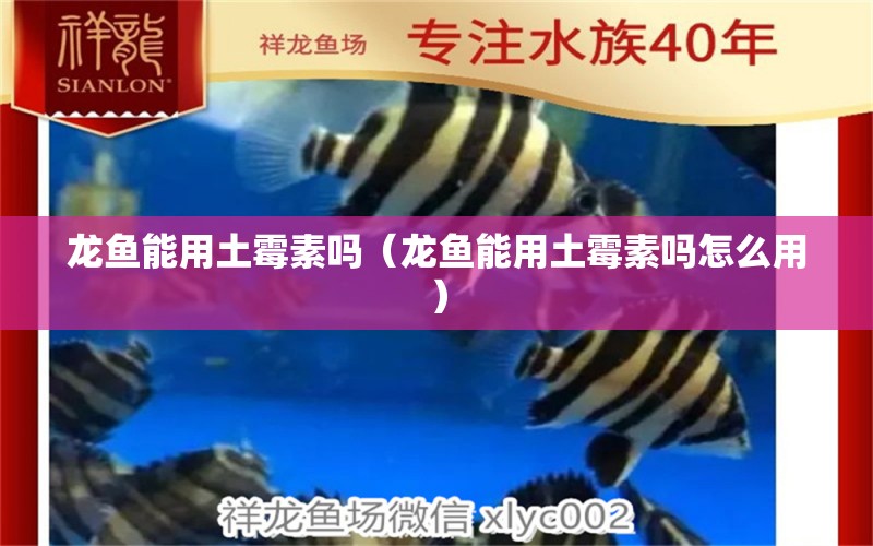 龙鱼能用土霉素吗（龙鱼能用土霉素吗怎么用） 广州龙鱼批发市场