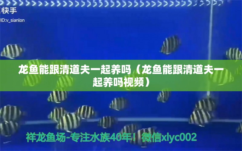 龙鱼能跟清道夫一起养吗（龙鱼能跟清道夫一起养吗视频） 广州龙鱼批发市场