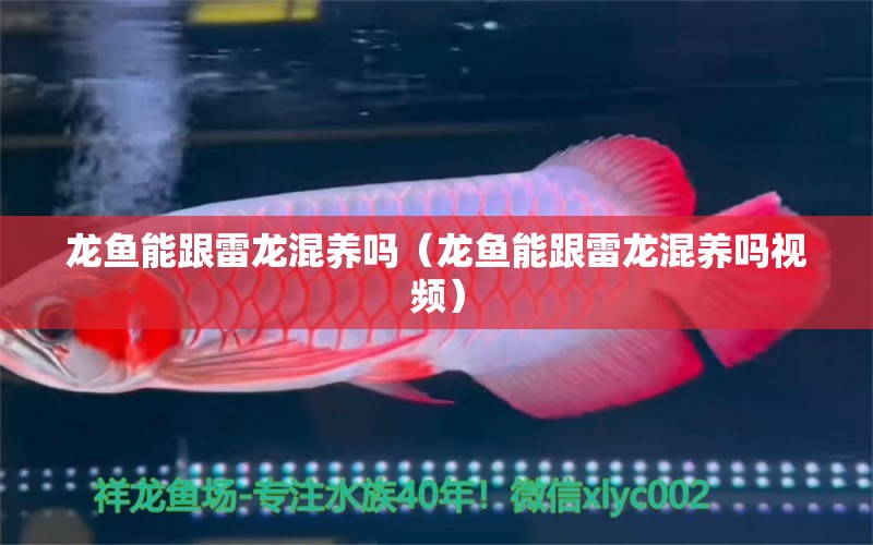 龙鱼能跟雷龙混养吗（龙鱼能跟雷龙混养吗视频） 广州龙鱼批发市场