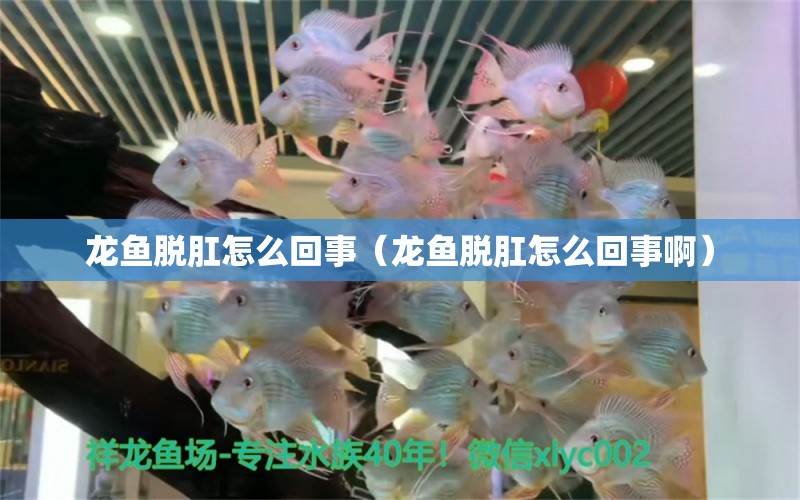 龙鱼脱肛怎么回事（龙鱼脱肛怎么回事啊） 广州龙鱼批发市场