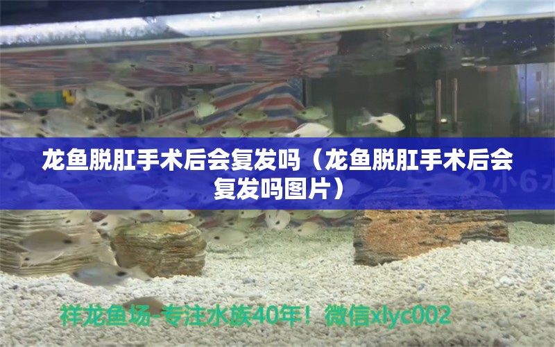龙鱼脱肛手术后会复发吗（龙鱼脱肛手术后会复发吗图片） 广州龙鱼批发市场