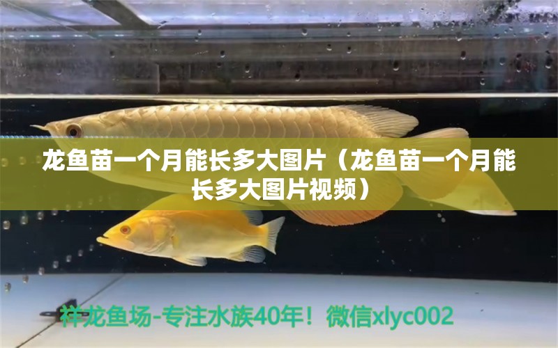 龙鱼苗一个月能长多大图片（龙鱼苗一个月能长多大图片视频） 广州龙鱼批发市场