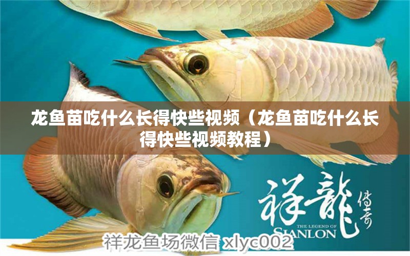 龙鱼苗吃什么长得快些视频（龙鱼苗吃什么长得快些视频教程） 广州龙鱼批发市场