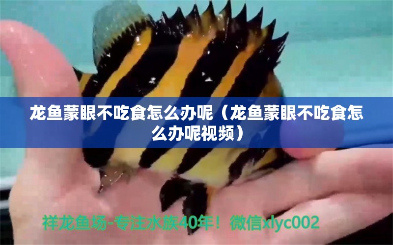 龙鱼蒙眼不吃食怎么办呢（龙鱼蒙眼不吃食怎么办呢视频） 广州龙鱼批发市场