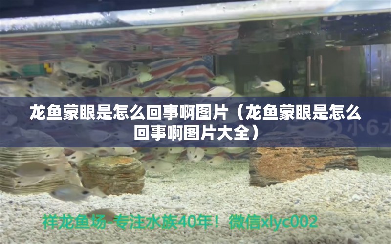 龙鱼蒙眼是怎么回事啊图片（龙鱼蒙眼是怎么回事啊图片大全） 广州龙鱼批发市场