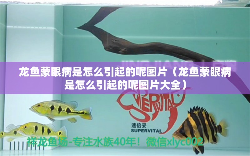 龙鱼蒙眼病是怎么引起的呢图片（龙鱼蒙眼病是怎么引起的呢图片大全） 广州龙鱼批发市场