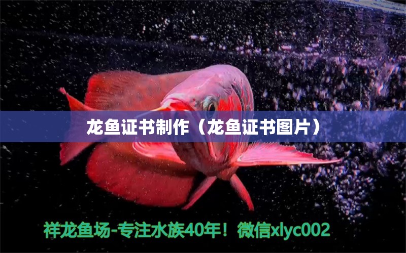 龙鱼证书制作（龙鱼证书图片） 广州龙鱼批发市场