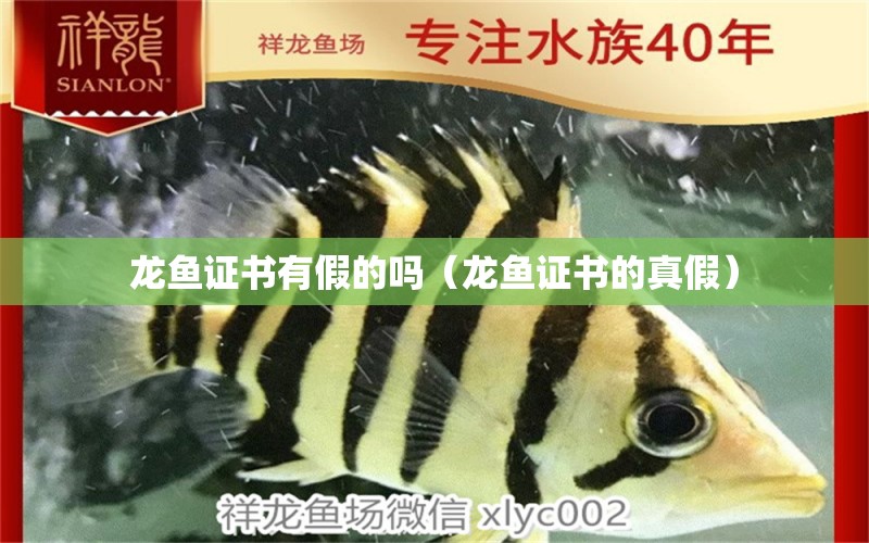 龙鱼证书有假的吗（龙鱼证书的真假） 广州龙鱼批发市场
