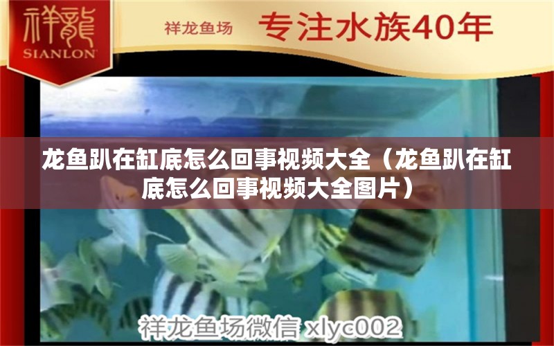 龙鱼趴在缸底怎么回事视频大全（龙鱼趴在缸底怎么回事视频大全图片） 广州龙鱼批发市场