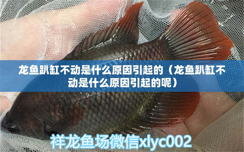 龙鱼趴缸不动是什么原因引起的（龙鱼趴缸不动是什么原因引起的呢） 广州龙鱼批发市场